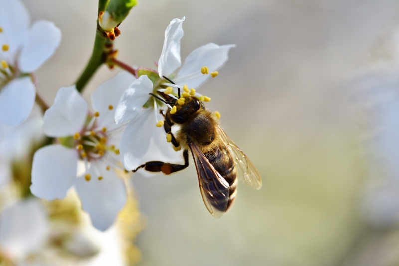 jardinerie-LES ARCS-min_bee-4092986